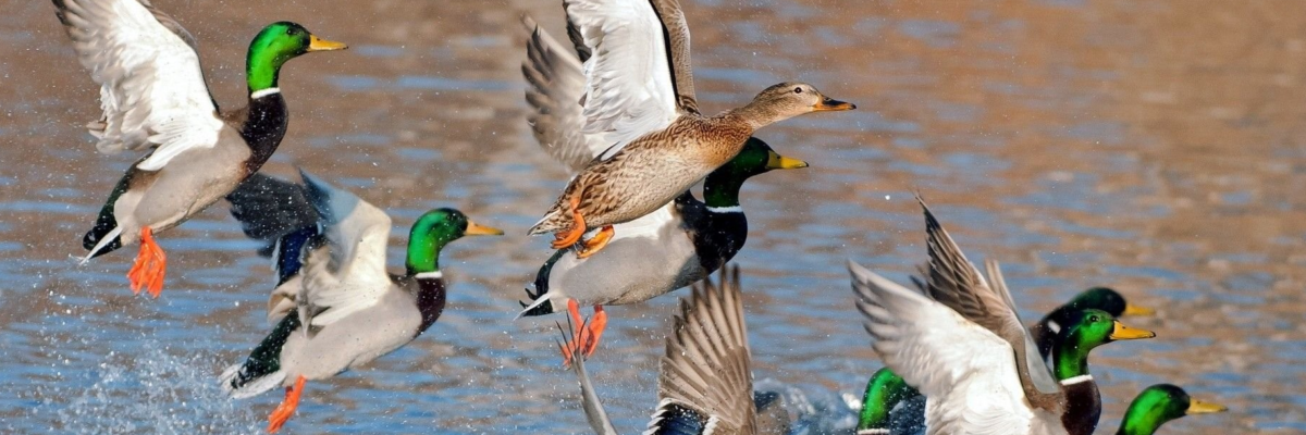 Ducks flying