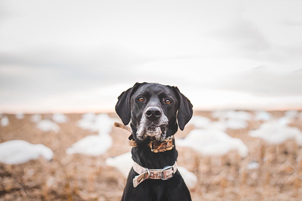 PheasantsForever_C (240) a black dog with a brown collar and a white bird