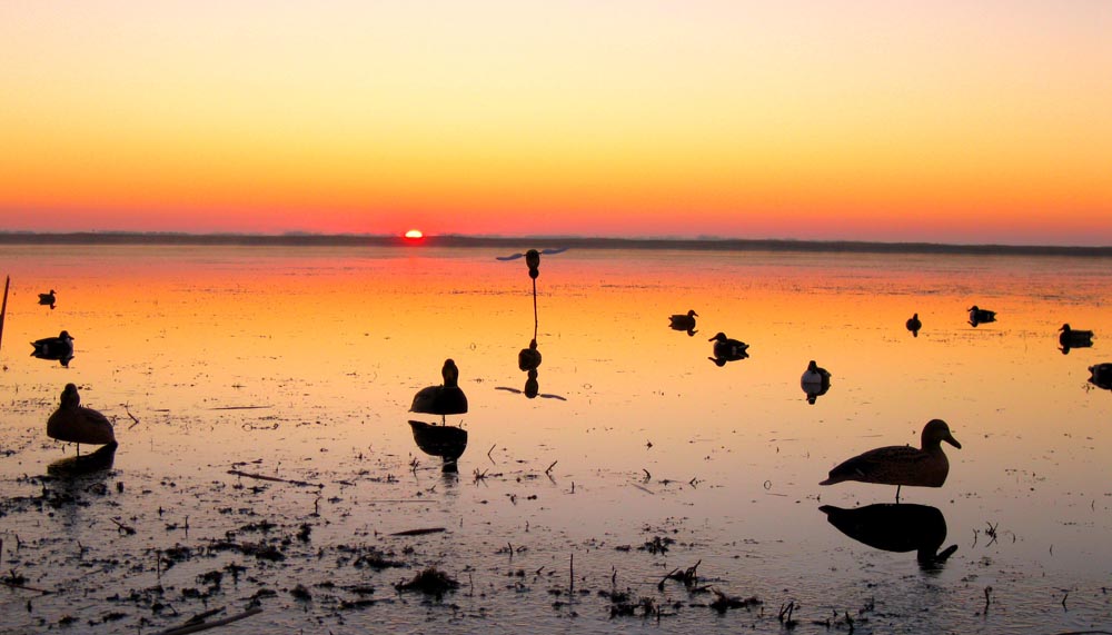 PheasantsForever_C (5) a group of ducks on a lake