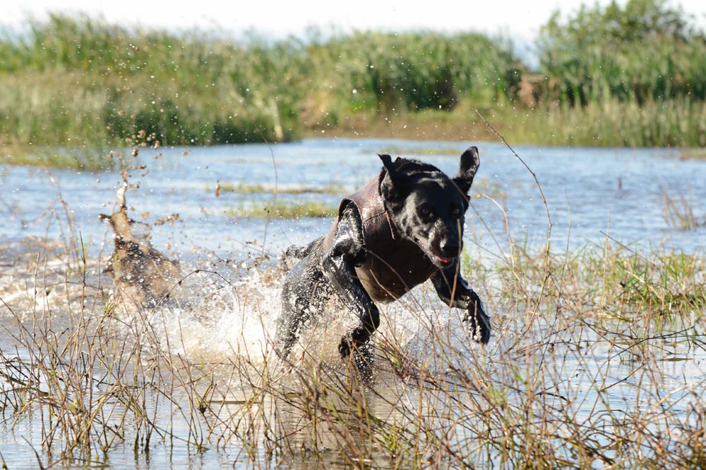 duck-hunting-dog-in-action_34697693385_o a dog running through water